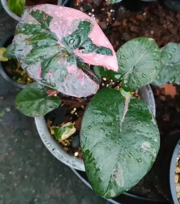 Alocasia Serendipity Variegated - Rare