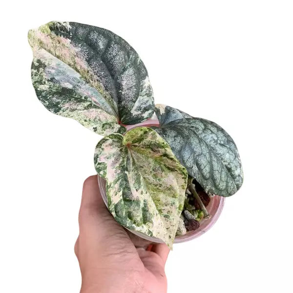 PIPER SYLVATICUM VARIEGATED - Rare