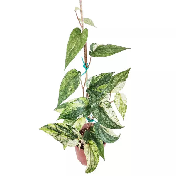 PIPER SYLVATICUM VARIEGATED - Rare