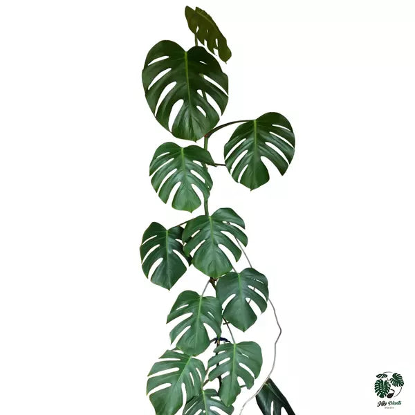 Monstera Borsigiana Plant