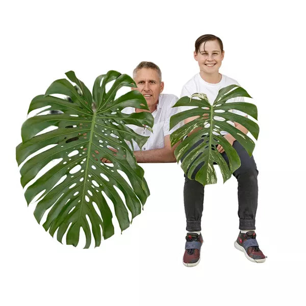 Monstera Borsigiana Plant