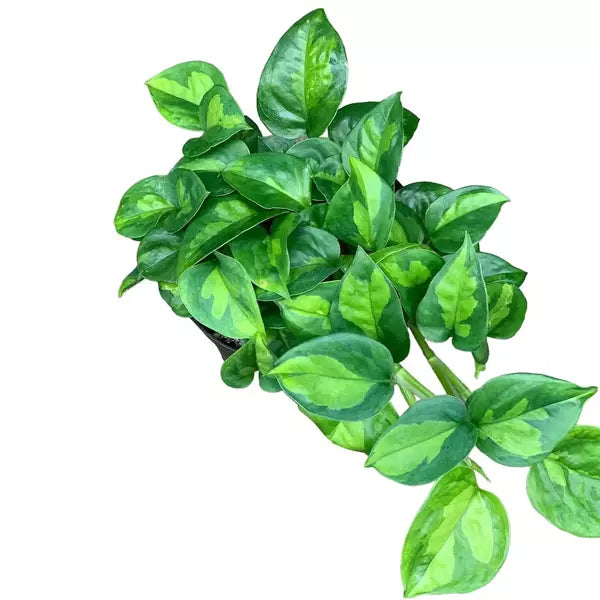 Epipremnum Aureum 'Global Green' Pothos - Rare