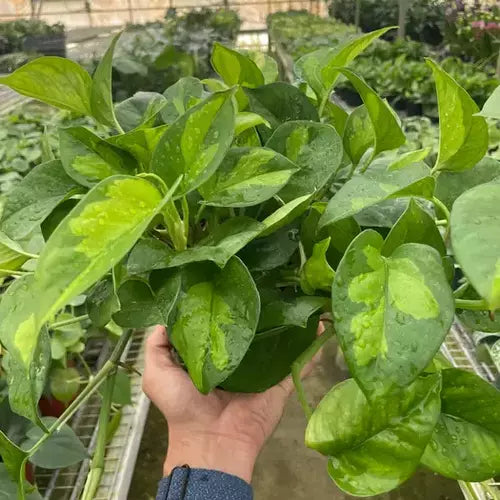 Epipremnum Aureum 'Global Green' Pothos - Rare