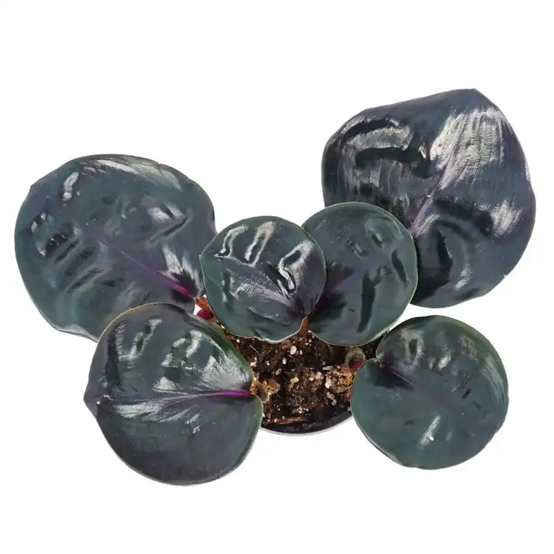 Geogenanthus ciliatus “Midnight Pearl” Plant - Rare
