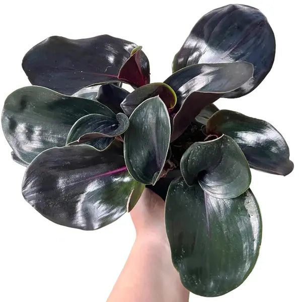 Geogenanthus ciliatus “Midnight Pearl” Plant - Rare