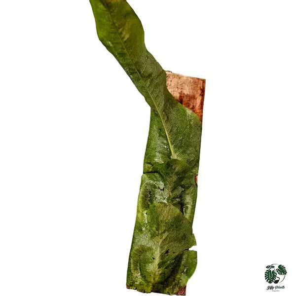 Dendroconche Linguiforme Fern - Super Rare