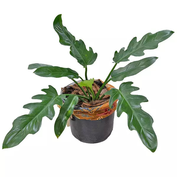 PHILODENDRON OLYMPIAD PLANT - Rare