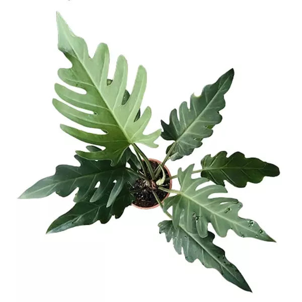 PHILODENDRON OLYMPIAD PLANT - Rare