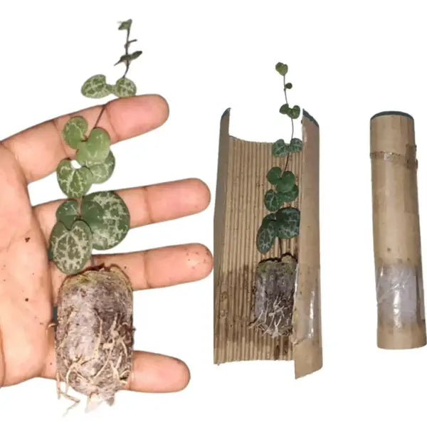 String of Hearts Plant - Jiffy Bag