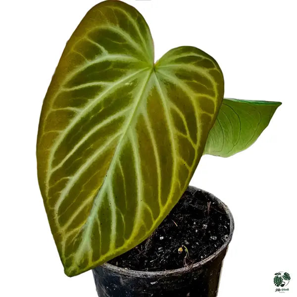 Anthurium Silver King Hybrid - Super Rare