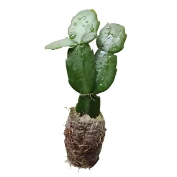 Red Christmas Cactus (Schlumbergera x Buckleyi)