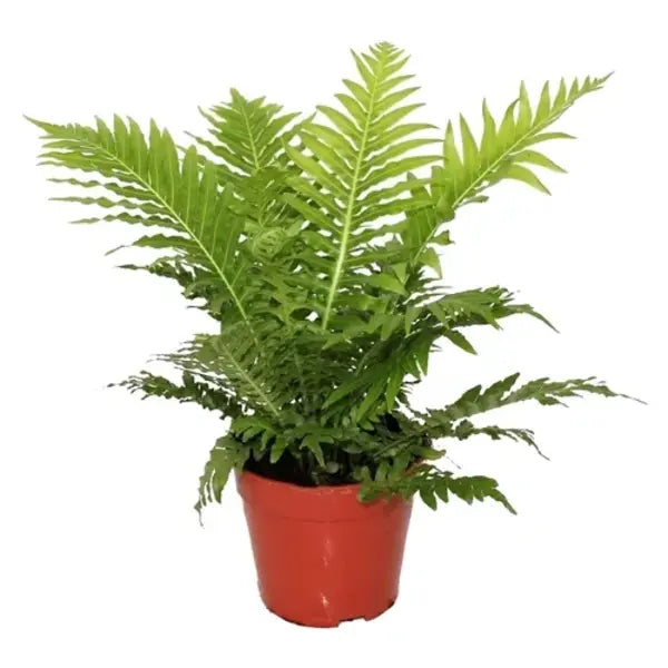 Tree Fern, Silver Lady Fern - Plant