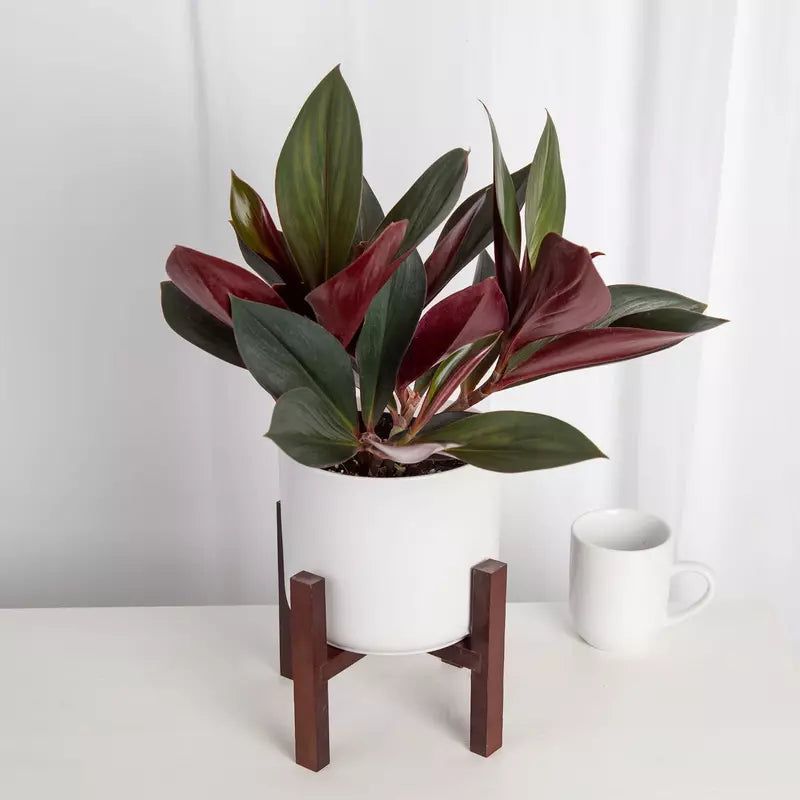 Costus Erythrophyllus Rubra 'Oxblood Ginger' - Rare