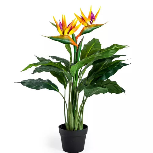 Bird Of Paradise (Strelitzia) Plant - Triple Shoots