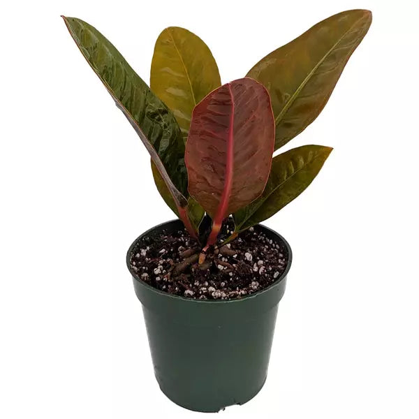 Anthurium Superbum - Rare