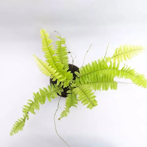 Golden boston fern