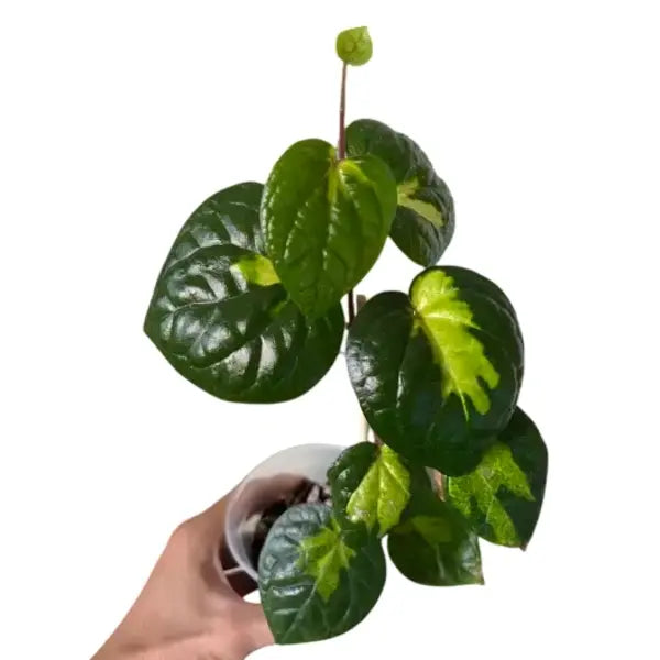 Beetil Piper Variegated