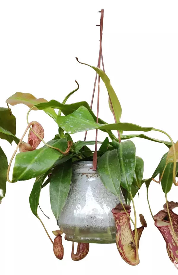 Gaya Budha Pitcher Plant - Rare