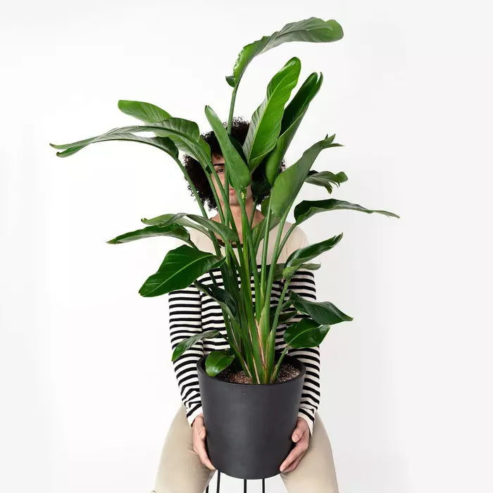 Bird Of Paradise (Strelitzia) Plant