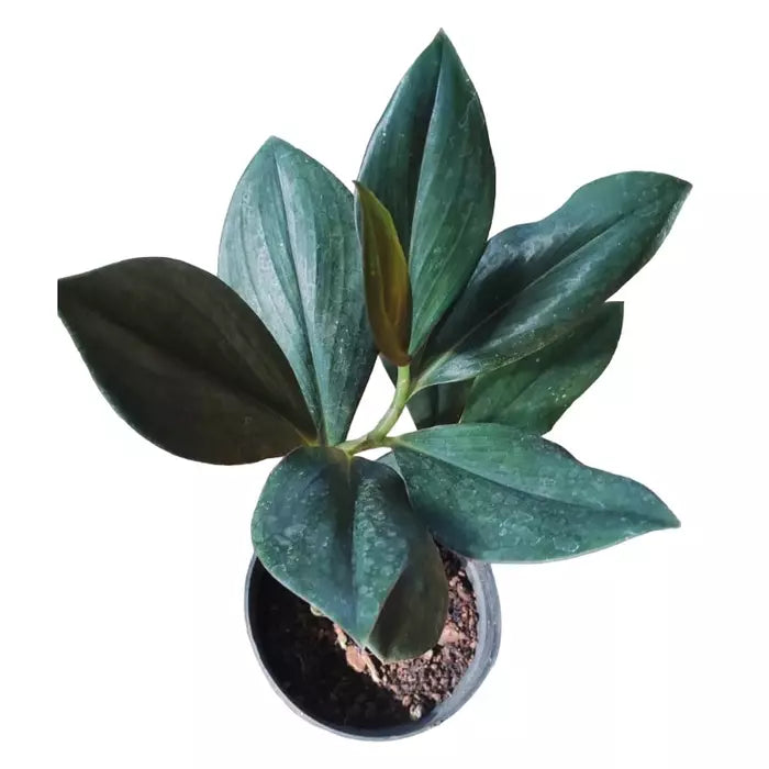 Costus Erythrophyllus Rubra 'Oxblood Ginger' - Rare