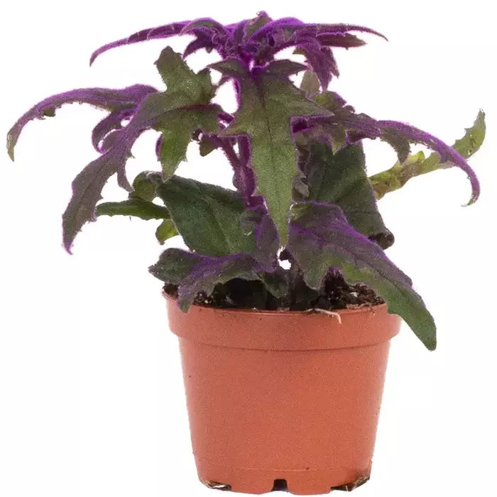Purple Passion - Gynura Aurantiaca