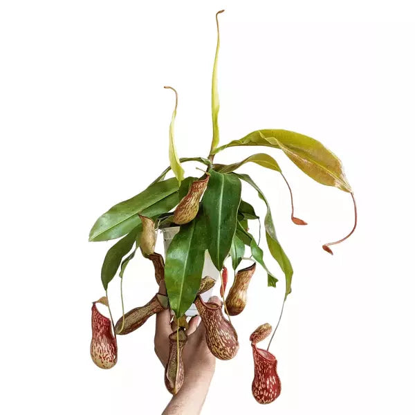 Gaya Budha Pitcher Plant - Rare