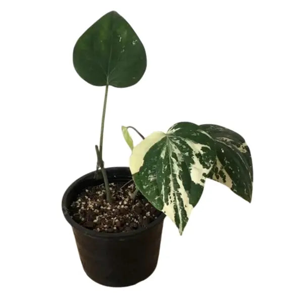 Piper Nigrum Albo Variegated