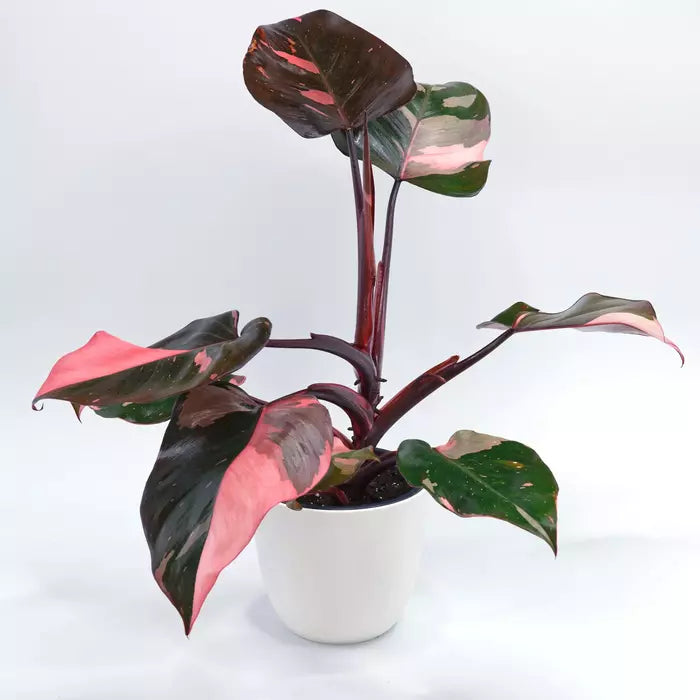 Philodendron 'Pink Princess' Live Plant - Rare