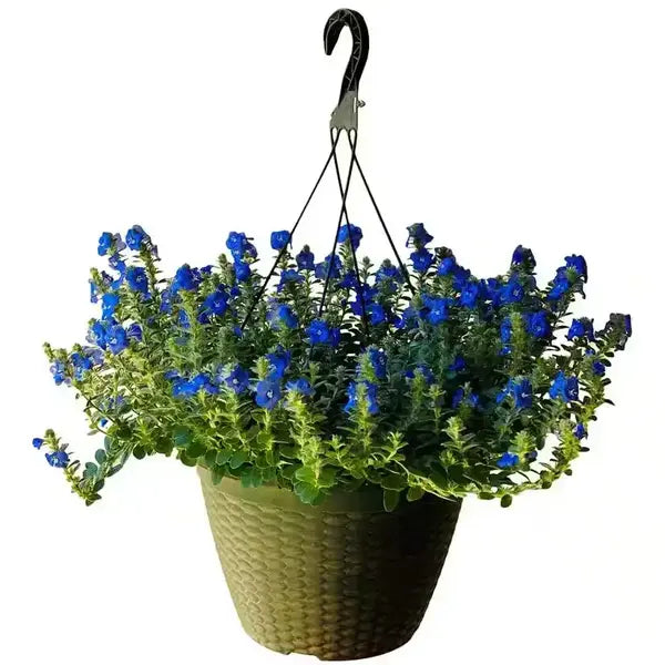 Blue Daze, Evolvulus glomeratus, Dwarf Morning Glory