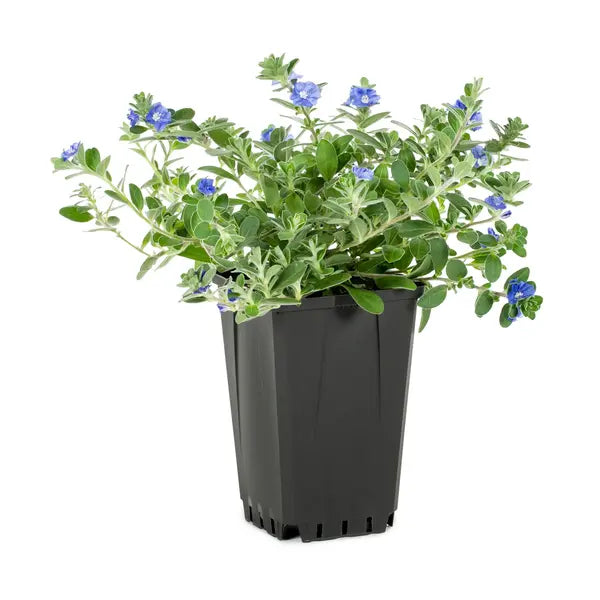 Blue Daze, Evolvulus glomeratus, Dwarf Morning Glory