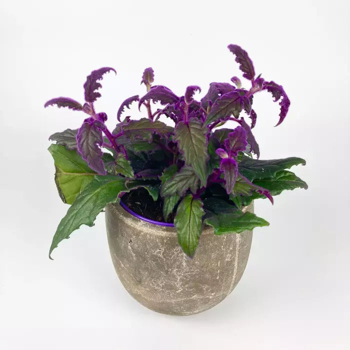 Purple Passion - Gynura Aurantiaca
