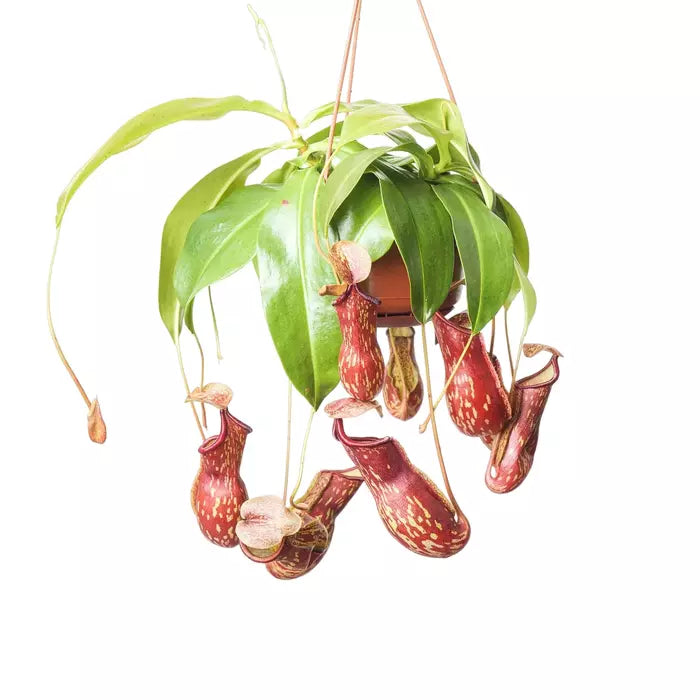 Gaya Budha Pitcher Plant - Rare - Multiple Shoots