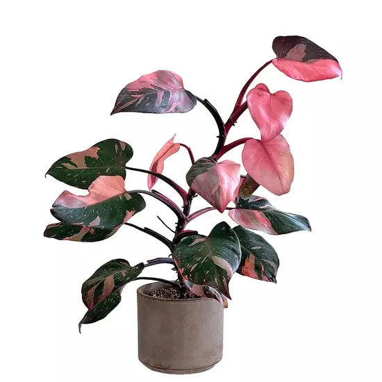 Philodendron 'Pink Princess' Live Plant - Rare