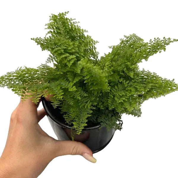 Cotton Candy Miniature Fern | Nephrolepis Exaltata plant