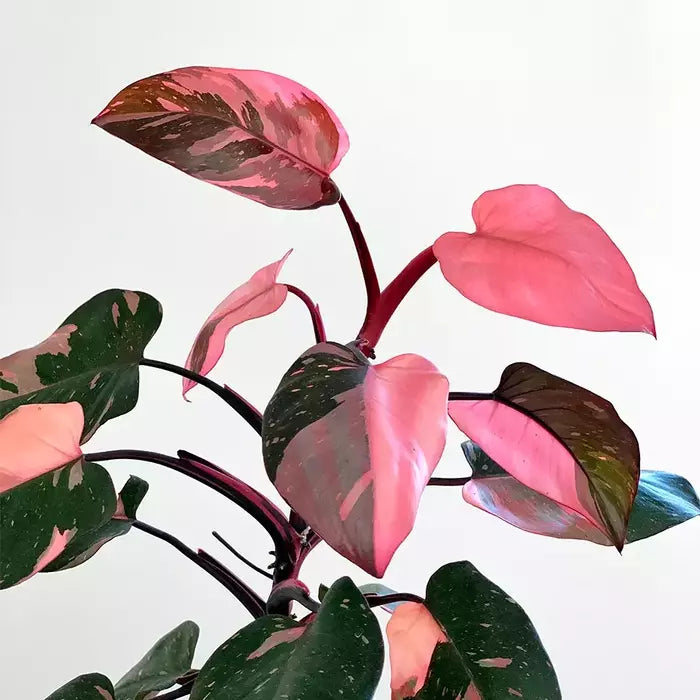 Philodendron 'Pink Princess' Live Plant - Rare