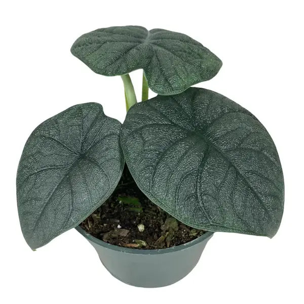 Alocasia Melo- Rare