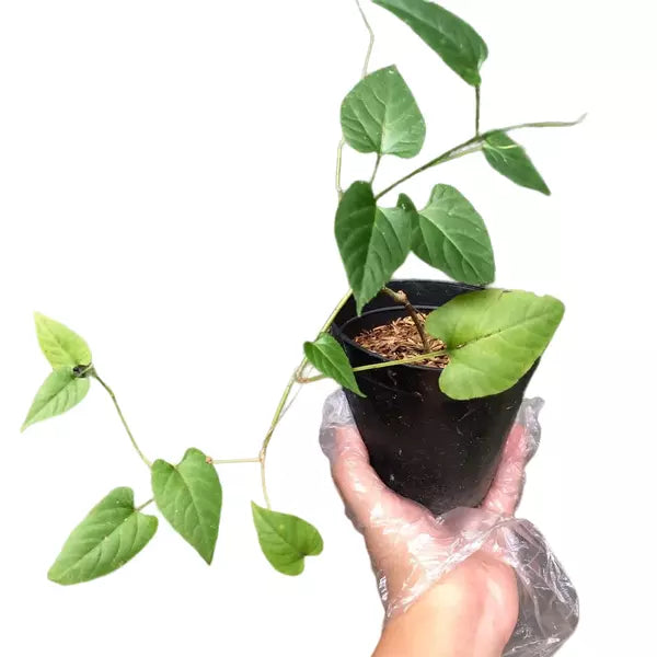 Princess Vine, Millionaires Vine, Cissus Sicyoide, Cissus Nodosa - Super Rare