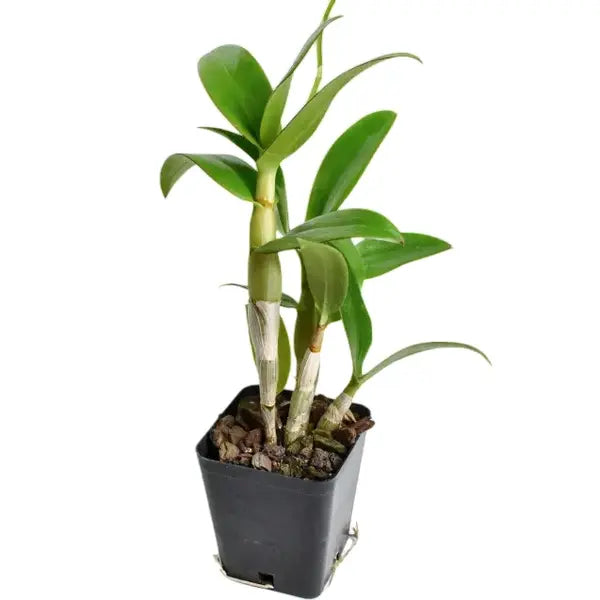 Dendrobium (ds-072)