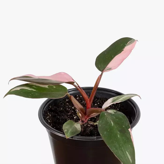 Philodendron 'Pink Princess' Live Plant - Rare - SMALL