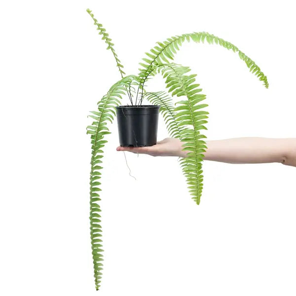 Nephrolepis Pendula | Green boston fern