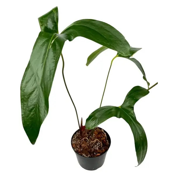 Anthurium Pinkleyi Plant (Ecuador variety) - Rare