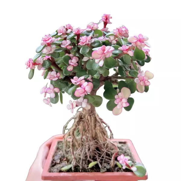 Pink Jade Bonsai - Rare