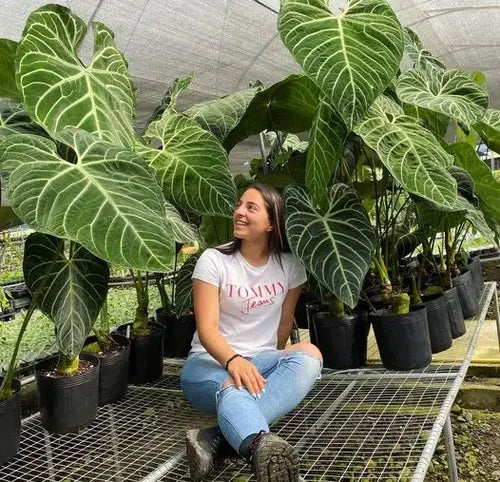 Anthurium Regale -Medium