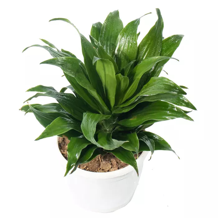 Dracaena Compacta Dwarf Plant