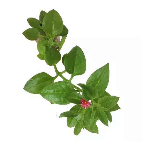 Baby Sun Rose (Aptenia Cordifolia)