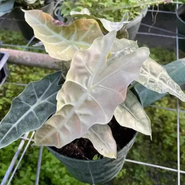 Alocasia Amazonica Variegated - Rare