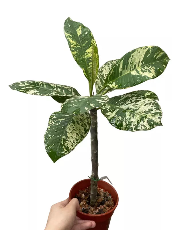 Frangipani Variegated Maya | Plumeria, Frangipani variegated - Rare