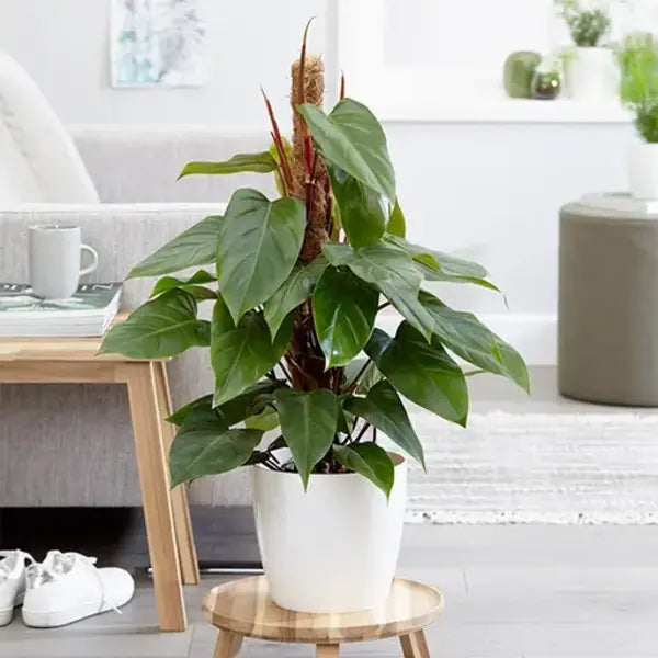 Philodendron Red Emerald