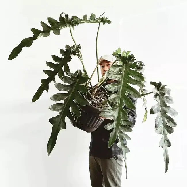 Philodendron Bob Cee- Big Rare