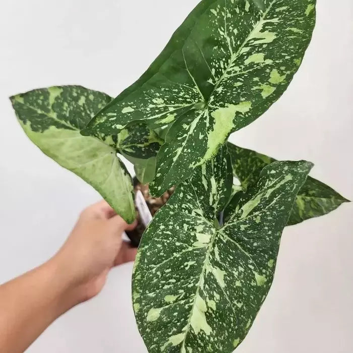 Syngonium Panda Galaxy